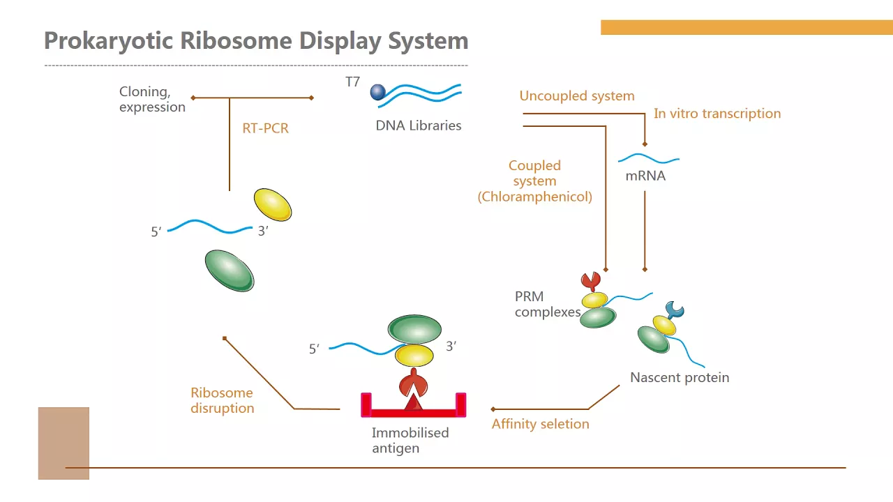 Ribosome display technology - Creative Biolabs