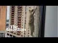 Download Lagu Wasbeer bereikt eindelijk de top van het UBS-gebouw in Minnesota