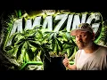 This CANNABIS plant is looking BETTER THAN EXPECTED Vivosun Grow Tent Pro