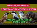 Download Lagu Masteran viral 2025 buktikan saja | gereja tarung, jinjing petulak, cucak kucing \u0026 bajing kekes