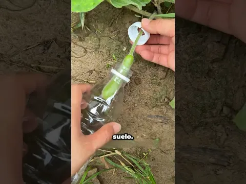Esta Botella Salva el Melón 😳