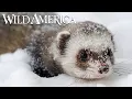 Download Lagu Wild America | S4 E9 Weasels Sleek \u0026 Savage Part 1 | Full Episode HD MP3