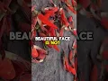 Download Lagu Beautiful face is not important beautiful heart is important #motivation #inspirational #heart #life