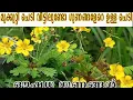 Download Lagu Mukkutti ഔഷധ സസ്യം| 