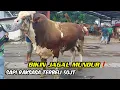 Download Lagu BIKIN JAGAL MUNDUR❗️SAPI RAKSASA TERBELI 50JUTA DI PASAR