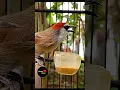 Download Lagu Suara Burung Kaso kaso