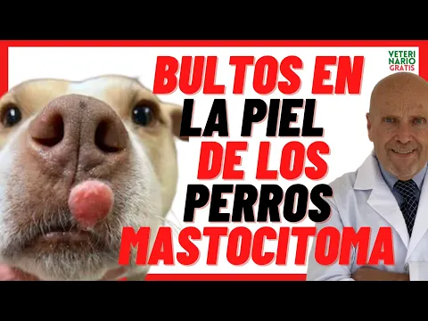 Download MP3 🔴 MASTOCITOMA Cutáneo Canino 🔴 Tumores de Piel o Bultos en Perros Mayores  🔴  Síntomas, Tratamiento