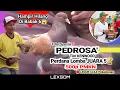 Download Lagu 🔴 Full 9 Aksi Jos PEDROSA' tim KENWOOD; Player Muda Perdana Lomba Langsung Juara 5  event 500jt PMKN