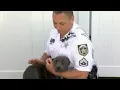 Hillsborough deputy visits dog he found shot near Ybor City road