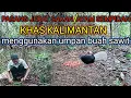 Download Lagu pasang jerat sakan/ayam sempidan menggunakan umpan buah sawit