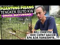 Download Lagu INI DIA RAWATAN PIJANTUNG PISANGKU YANG KEMARIN OMBYOK KOK CEPAT GACOR