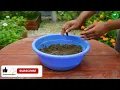 🌿100% Success Lemon & Guava Tree Propagation!