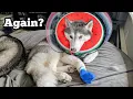 Download Lagu We Have to Take our Dog BACK To the Vet!