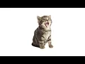 Download Lagu Kiss Me Again X Boys Interface