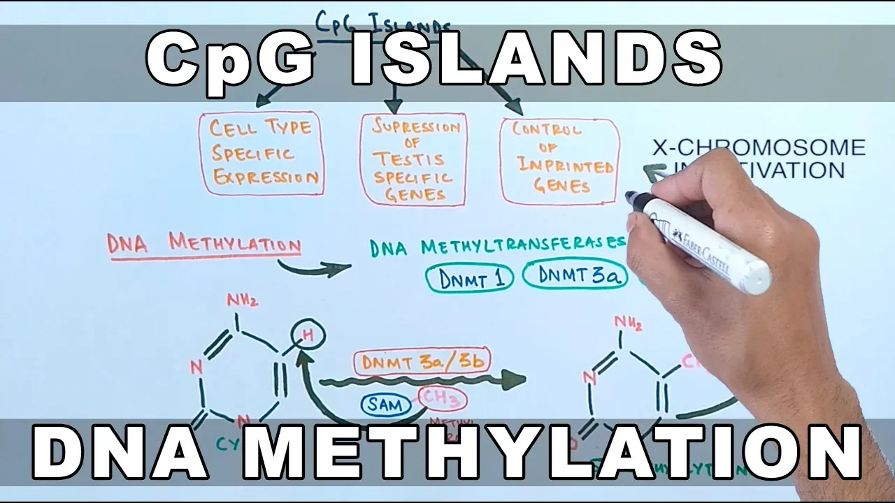 CpG Islands and DNA Methylation