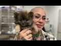 Join our Team Emancipet Nonprofit Vet Clinics