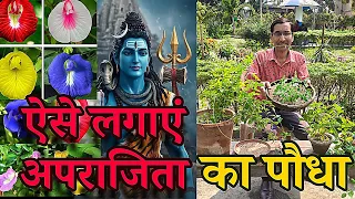 ऐसे लगाएं अपराजिता का पौधा। पूरी साल भरपूर फूल मिलेंगे। Growing Aparajita or Blue pea