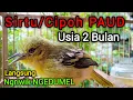 Lagu Suara sirtu anakan belajar bunyi usia 2 bilan Sirtu/Cipoh ngeriwik bikin sirpu anakan ikut ngriwik
