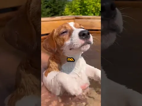 Dogs Are Obsessed With Pools 🐕