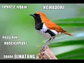 Download Lagu suara burung JAPANESE ROBIN/KOMADORI PASSERINE MUSCICAPIDAE, cocok untuk masteran || SUARA BINATANG