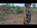 Download Lagu Petani yang sangat ulet tanam daun bawang seperti lapangan bola