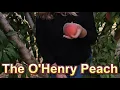 Download Lagu O’Henry Peach- Fruit tasting a tried and true Burchell variety