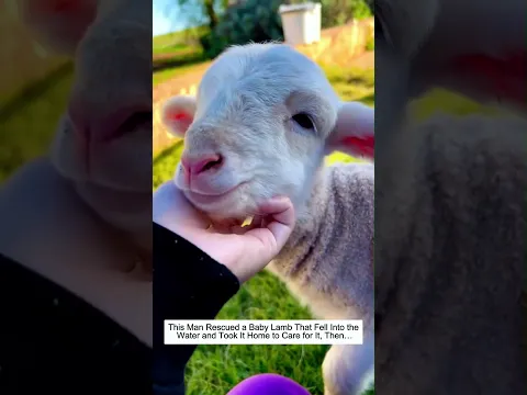 This Man Rescued a Baby Lamb That Fell Into the Water and Took It Home to Care for It, and Then…