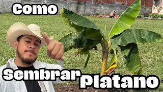 Como Sembrar una Planta de Plátanos || Huerto Citadino