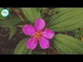 හීං බෝවිටියා ශාකයේ ඔසු ගුණ | Heen Bovitiya | Osbeckia Octandra