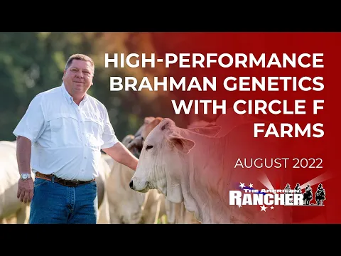 Download MP3 High Performance Brahman Genetics with Circle F Farms | The American Rancher