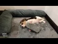 Beagle Snoopy Day 1