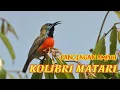 Download Lagu Pancingan Kolibri Matari Bahan Langsung Bunyi