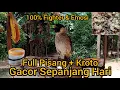 Lagu Suara Burung KUTILANG GACOR Full Pisang + Kroto Bikin Kutilang Emosi n Gacor Sepanjang Hari