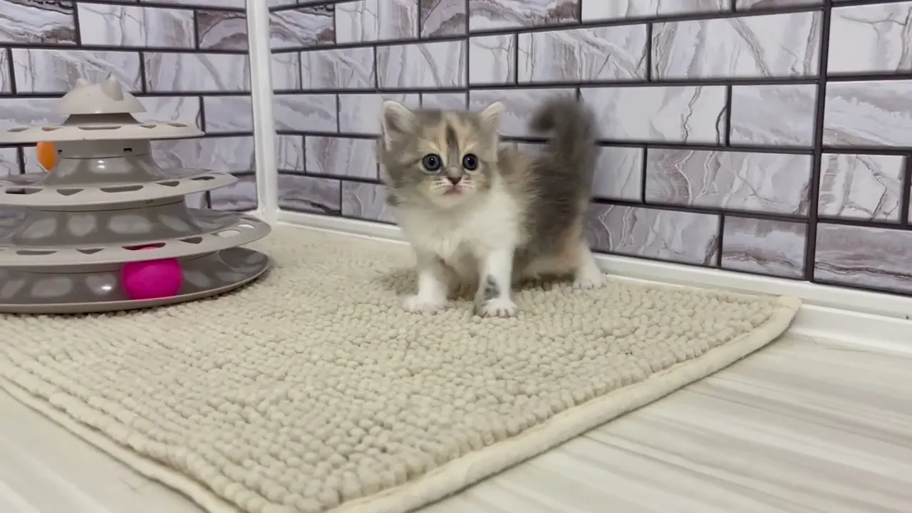 動画
