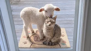 When the Animal Distribution System Chooses Your Cats as Their Best Friends π