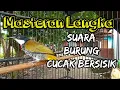 Lagu Suara Burung Cucak Bersisik Gacor Masteran langka