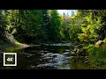 Download Lagu Forest River Nature Sounds - Gentle Stream with Birdsong | 4K Relaxing Nature Ambience for Sleep