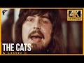 The Cats - A Letter (HD Remastered)