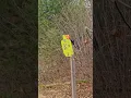 Affordable AR500 Highwild steel target w stand