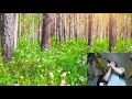 Download Lagu Harmonica Meditation: LY--O--LAY LOYA , Lee Oskar A natural minor harmonica