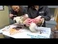 Shih Tzu s First Vet Visit Feisty Puppy So Cute