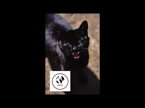 Download MP3 Angry Cat Sound Effect Free | MUST HEAR!