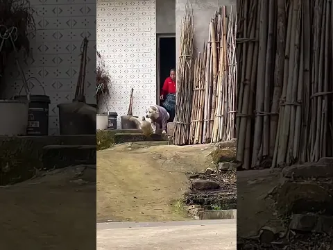 Everyone Thought This Dog Was a Thief… But the Truth Was Heartbreaking 🐶🥹❤️