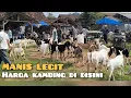 Download Lagu Pasar Sukanegara Rajanya Kambing Harga Murah \u0026 Lumbung Kambing Jawa Randu | Repost 