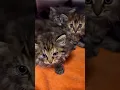 Download Lagu #funny #cats #cat#funnyanimals#funny #funnyvideos #pang