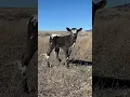 And Another One This Little Longhorn Is Too Cute
