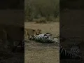 Download Lagu The lion is hunting a zebra,