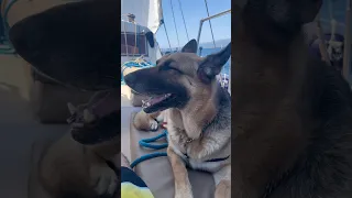 Chiens à bord, vous en pensez quoi ? ⛵️🐕 #boatlife #bateau #voiliercoraille