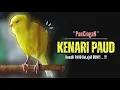 Download Lagu KENARI PAUD❗Suara PANCINGAN Kenari PAUD Belajar BUNYI Ngeriwik || MASTERAN Kenari PAUD