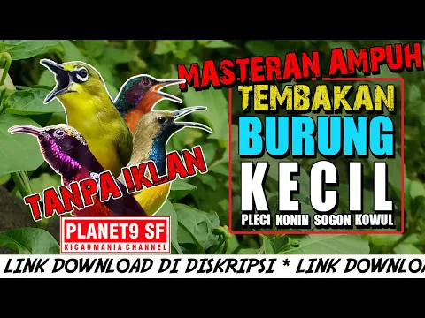 Download MP3 SUARA BURUNG KECIL FULL TEMBAKAN || COCOK UNTUK PEMASTERAN BURUNG JUARA ANDA || SUARA JERNIH PEDAS